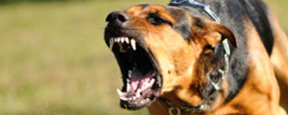 ترويض الكلاب: نزع العدوانية والشراسة من الكلاب