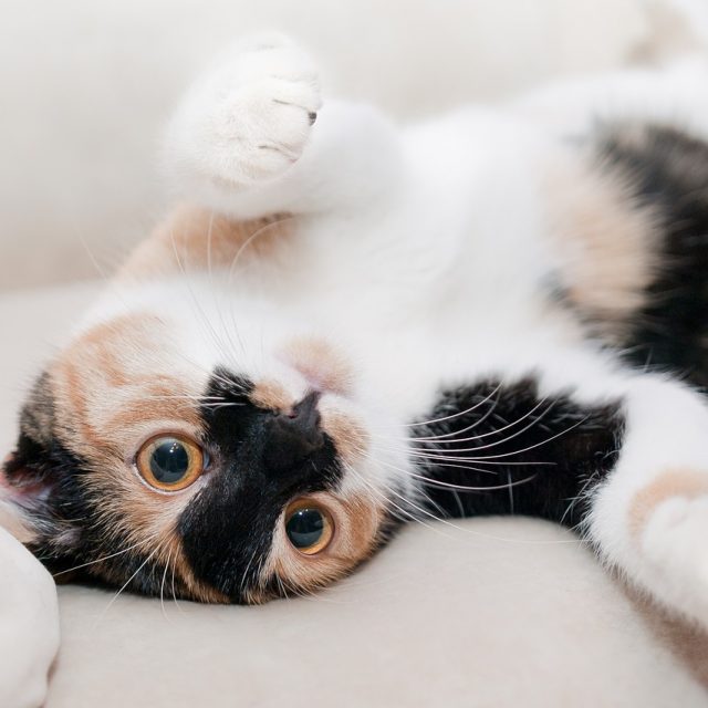 تصرفات القطط ومعانيها : سلوكيات القطط الشيرازى وتفسيرها