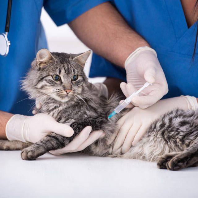 جدول تطعيم القطط – دليل شامل في تطعيمات القطط بأنواعها