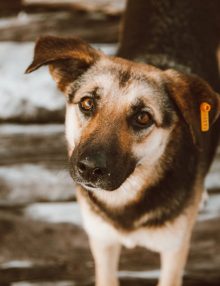 علاج انسداد القناة الدمعية عند الكلاب