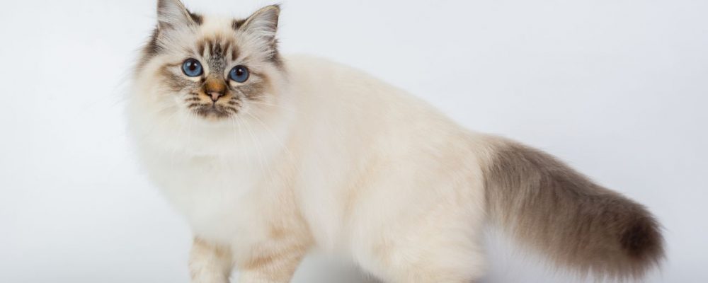 سلالات القطط بالصور : السلالات ذات العيون الزرقاء بالصور