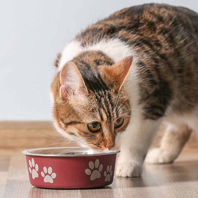 طرق تغذية القطط التي تعاني من الامساك