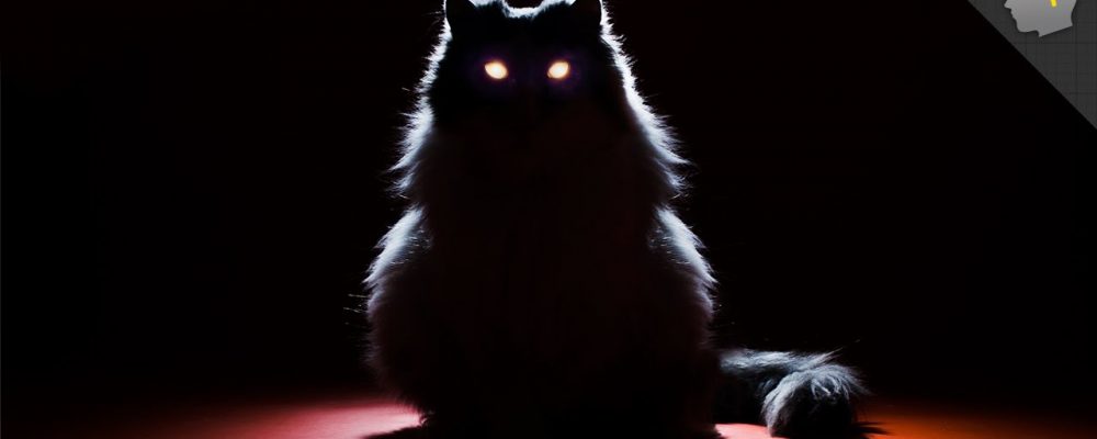 لماذا تلمع عيون القطط ليلا ؟