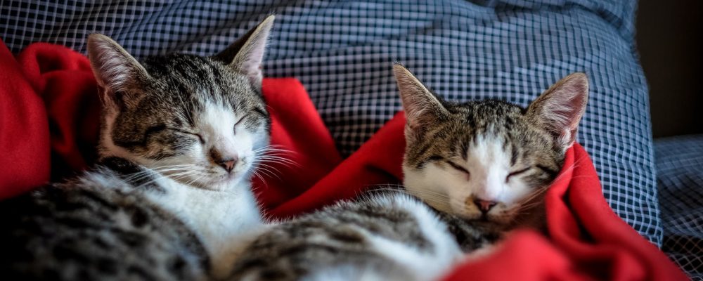 العدوى البكتيرية فى الكلى عند القطط “العلاج الافضل”