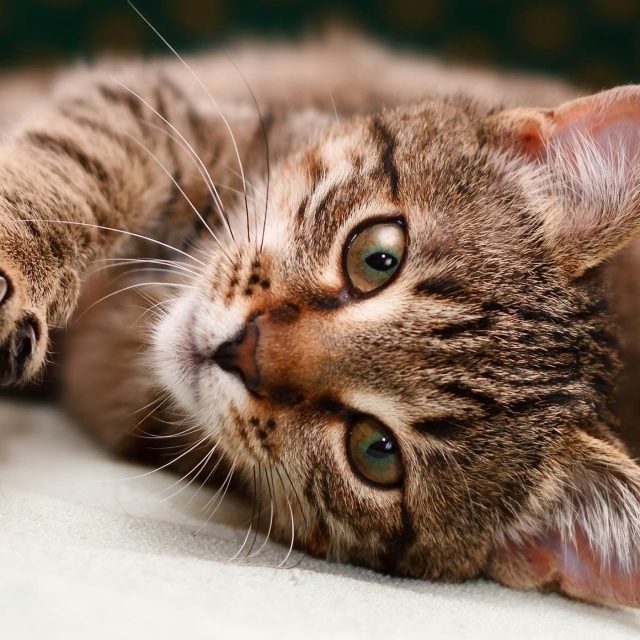 علاج فطريات القطط وأنواع الفطريات في قطتك بالتفصيل