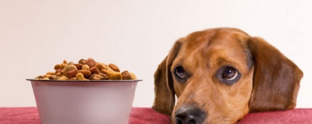 أسباب وعلاج فقدان الشهية في الكلاب