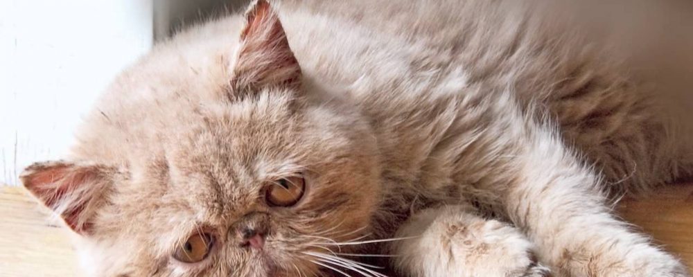 أعراض وعلاج فيروس الهربس عند القطط FHV-1
