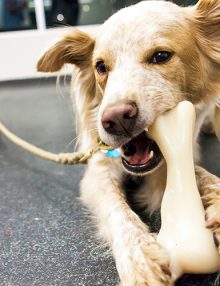 هل يسبب دراي فود الكلاب مشاكل الأسنان ؟