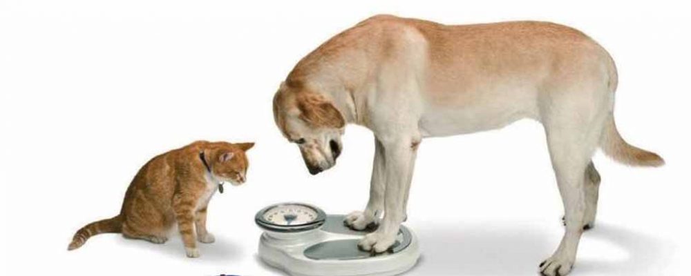 7 عوامل تسبب فقدان الوزن المفاجئ في الحيوانات الأليفة