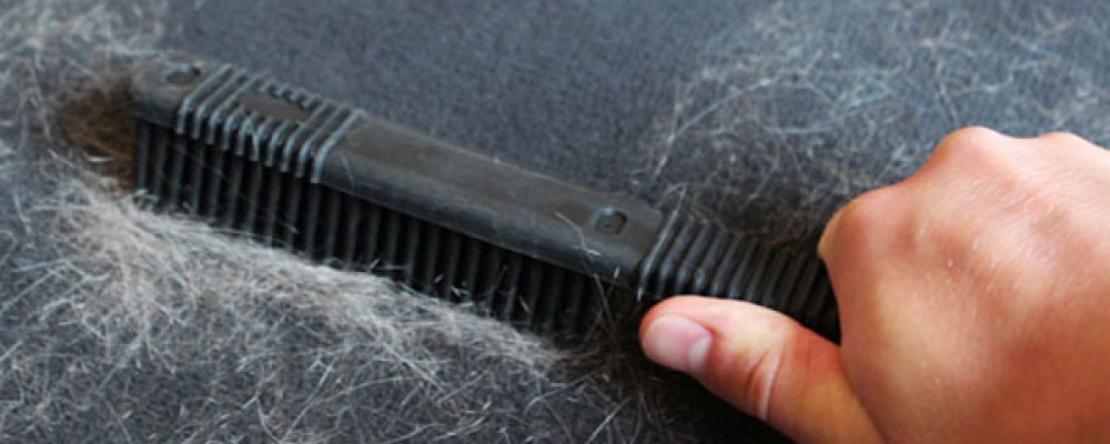 طريقة إزالة شعر القطط من الملابس والأثاث