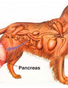 التهاب البنكرياس في الكلاب