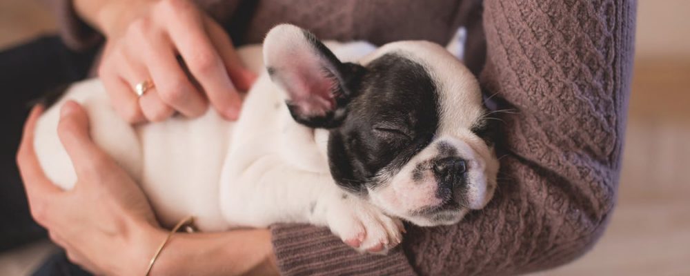 كيفية العلاج الطبيعى للتبول اللاإرادى عند الكلاب