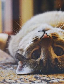 سرطان المثانة عند القطط ” الاعراض والعلاج”
