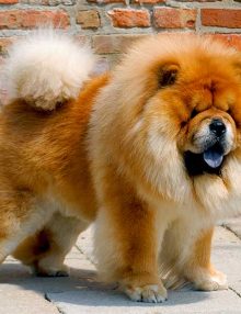 مواصفات كلب تشاو تشاو Chow Chow