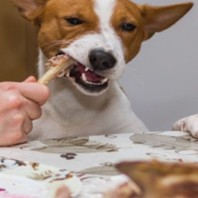 مخاطر تقديم البصل والثوم في طعام الكلاب