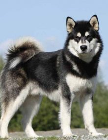 صفات كلاب الاسكا مالموت Alaskan Malamute