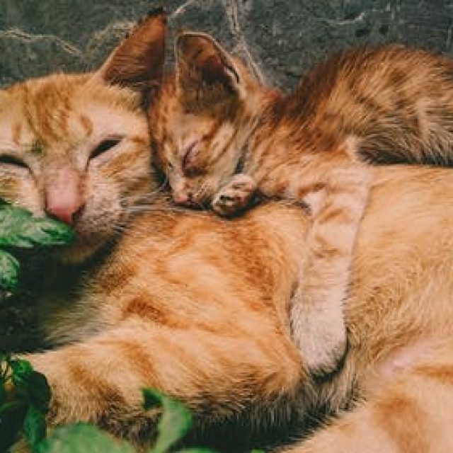 الولادة القيصرية عند القطط من الألف إلى الياء