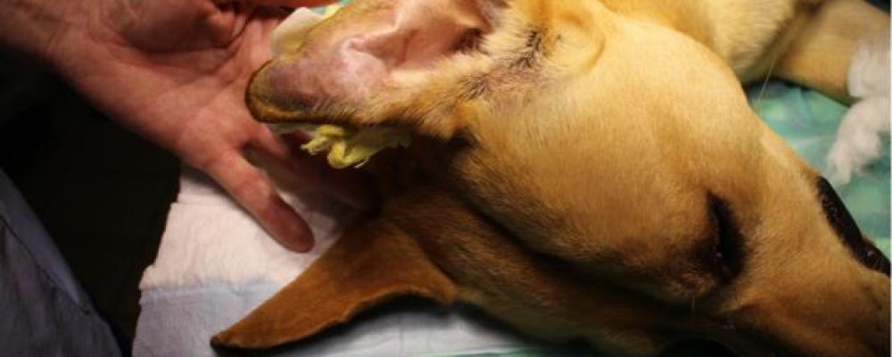 التورم الدموى فى الاذن عند الكلاب “الهيماتوما”