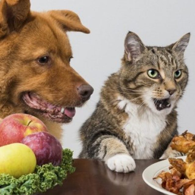 ماذا تأكل القطط والكلاب من طعام البيت
