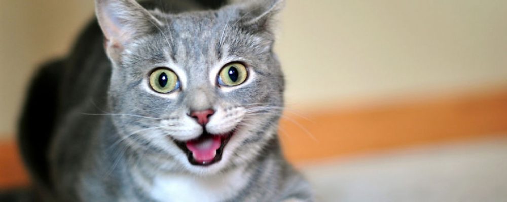 هل تبتسم القطط للتعبير عن مشاعرها ؟