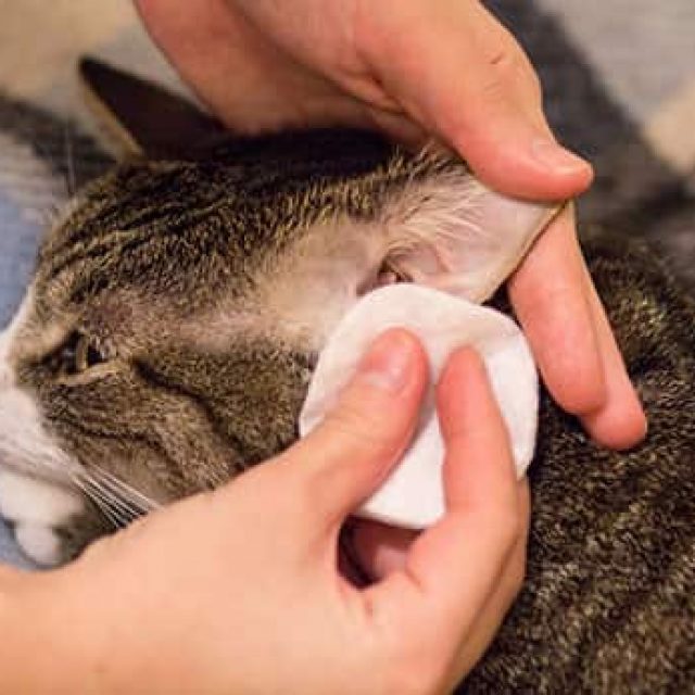 استئصال قناة الاذن عند القطط وعواقبها