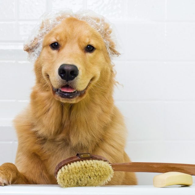 نصائح للحفاظ على نظافة الكلاب