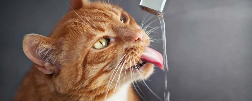 ما هي كمية الماء للقطط التي تحتاجها يوميا