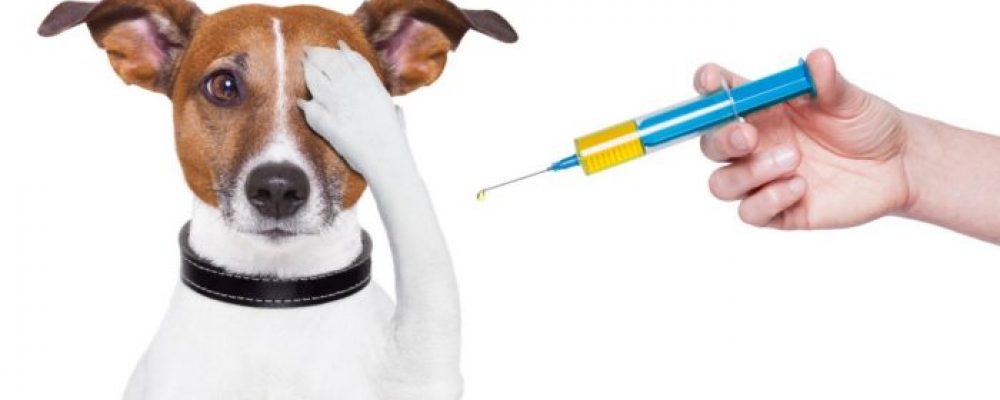 هل يجب تطعيم الكلاب والقطط سنويا ؟ اعرف الاجابة بالتفصيل