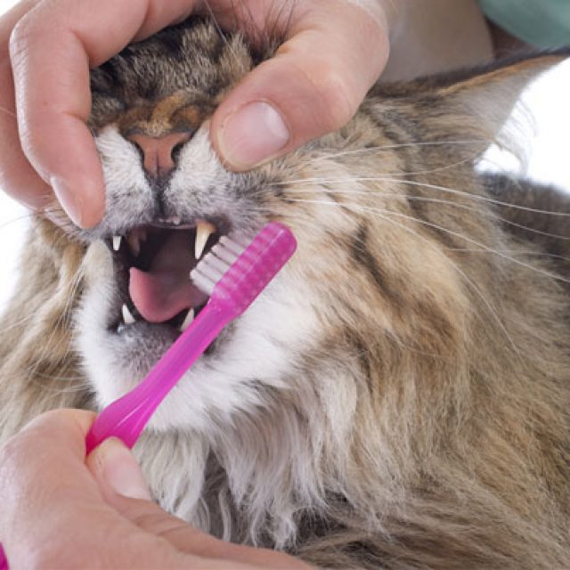 5 خطوات لتجنب مشاكل أسنان القطط