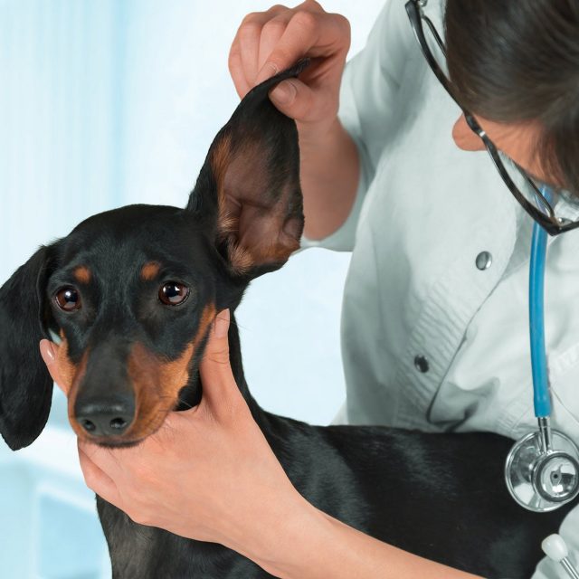 التهاب الاذن عند الكلاب : الأعراض والعلاج
