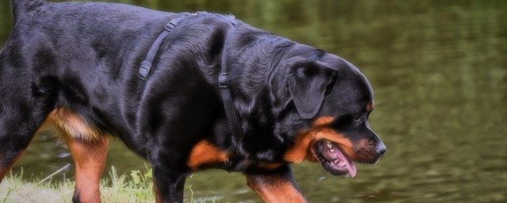 علاج التهاب الاوتار عند الكلاب واجراءاته