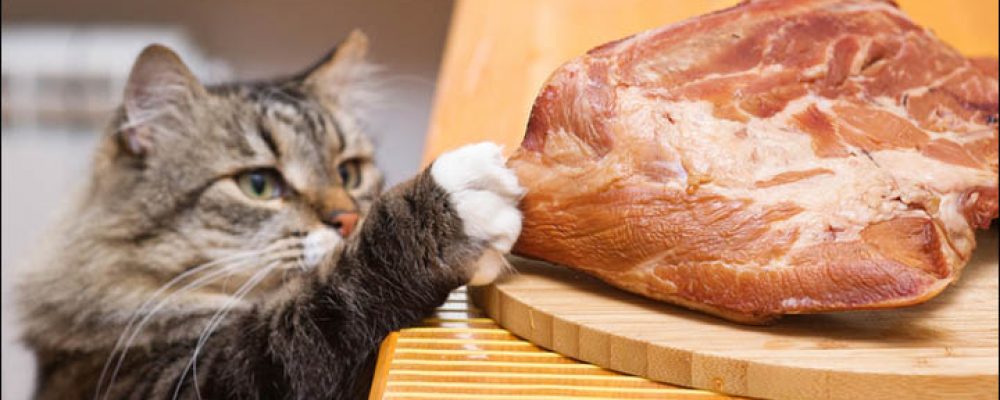 أهمية البروتين في طعام القطط