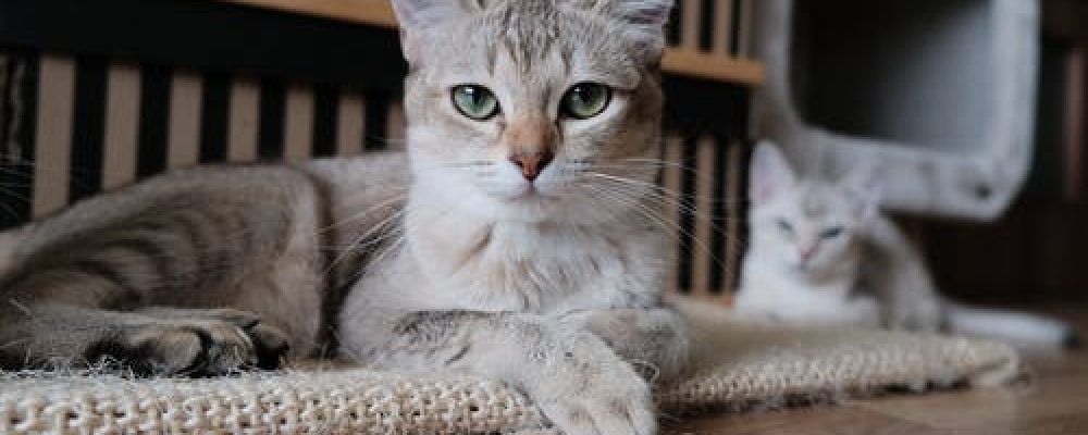 سرطان البنكرياس عند القطط “اعرف بالتفاصيل”