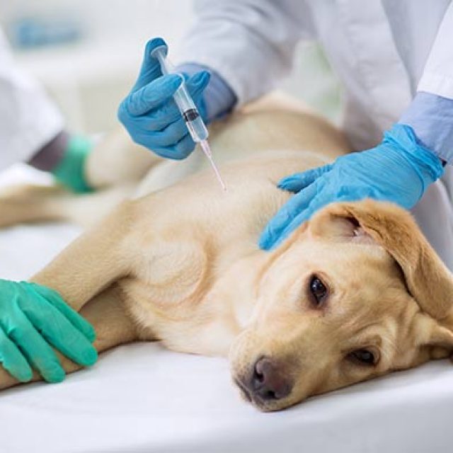 فقر الدم في الكلاب (الأسباب والأعراض والعلاج)