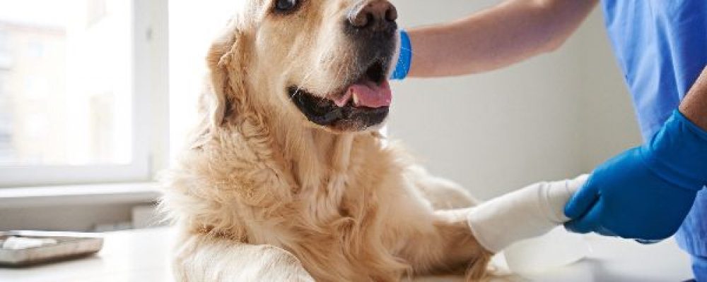 علاج الرباط الصليبي عند الكلاب