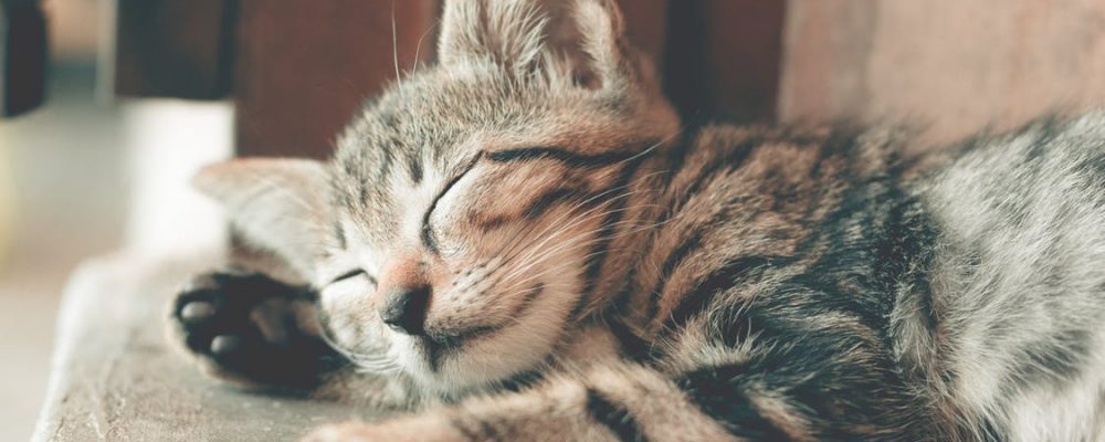 نقص الصوديوم فى الدم عند القطط “السبب والحل”