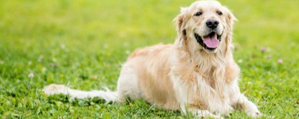 ما هو العلاج الضوئى عند الكلاب ؟