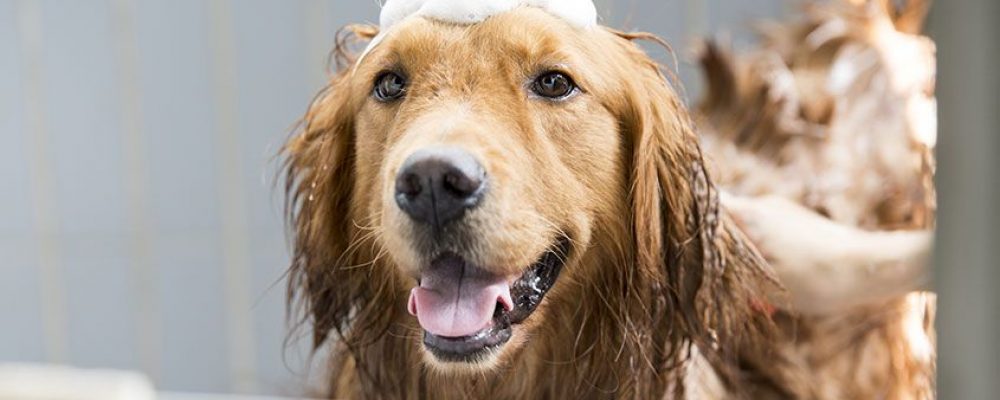هل يصلح الصابون العادي بديل شامبو استحمام الكلاب