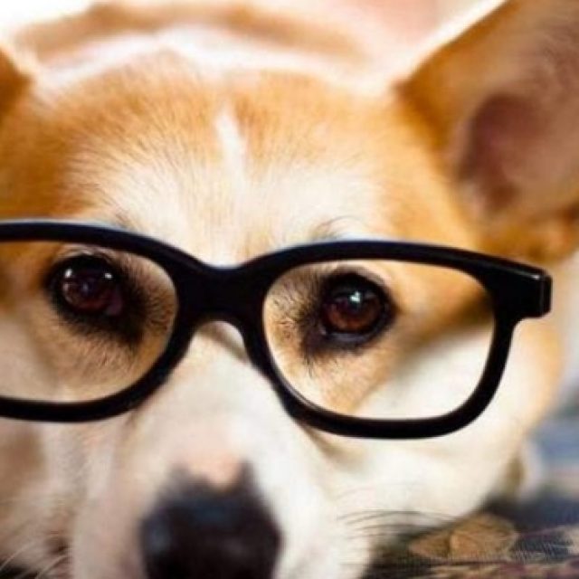 تطبيق العلاج الطبيعى لالتهاب ملتحمة العين عند الكلاب