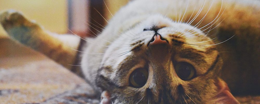 سرطان المثانة عند القطط ” الاعراض والعلاج”