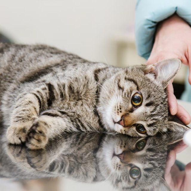 اجراءات جراحة القولون عند القطط