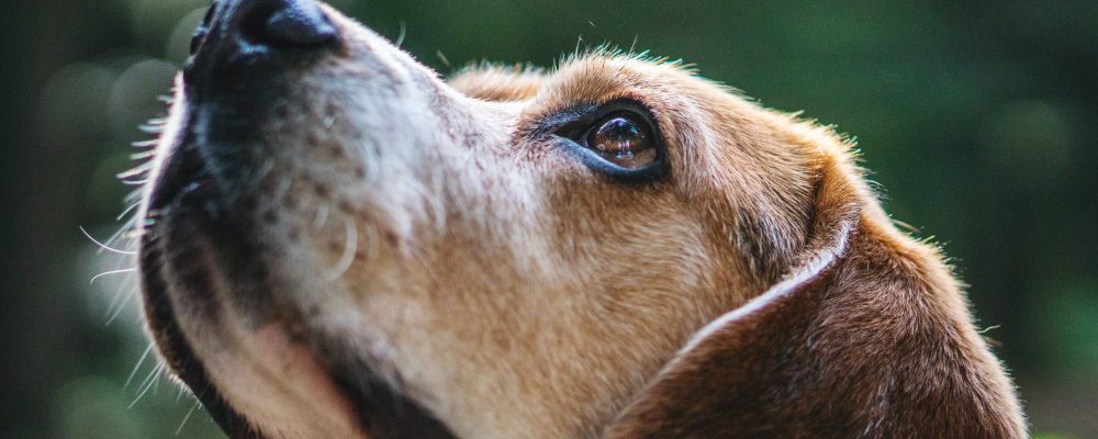هل تتمكن الكلاب من الكشف عن سرطان الرئة عند البشر ؟
