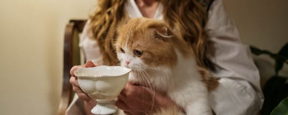 حساسية الطعام المعلب عند القطط ؟ “معلومات شاملة”