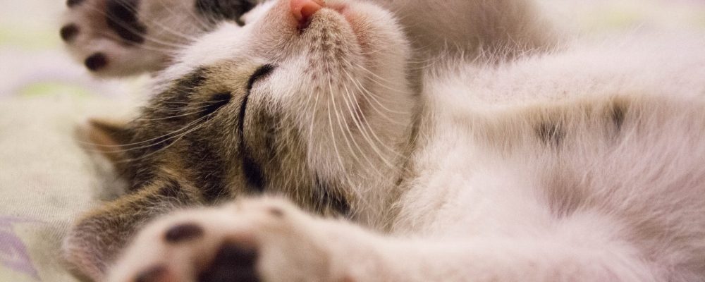صوت المواء عند القطط”انواعه واسبابه”