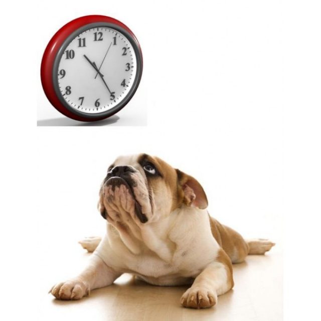 هل تستطيع الكلاب حساب الوقت ؟