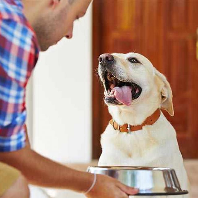 هل تطعم كلبك كمية الطعام الصحيحة ؟