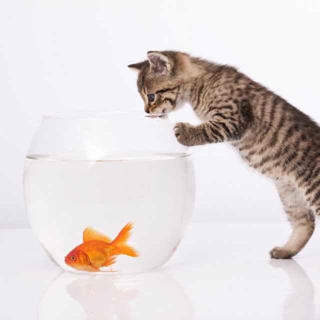 مخاطر تقديم الأسماك في طعام القطط