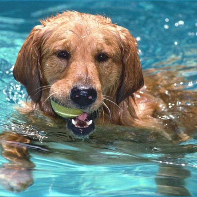 6 أمراض تنتقل إلى كلبك عن طريق المياه