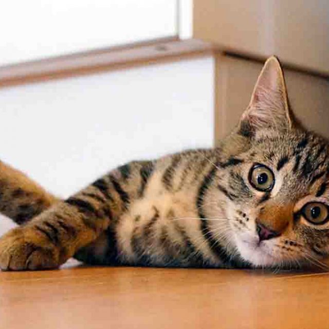 علاج زيادة نشاط الغدة الدرقية عند القطط (دليل شامل)