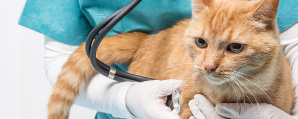 أسباب صعوبة التنفس عند القطط وطرق علاجها